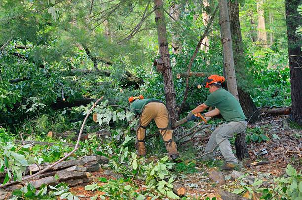 Best Large Tree Removal  in Fairland, OK